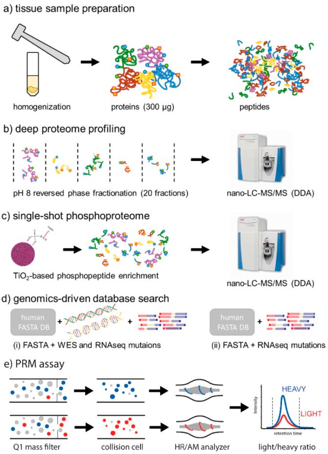 Techniques for the analysis of proteins in liver metastases from colorectal cancer (Blank-Landeshammer et al., 2019)