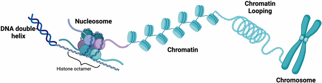 Structure of nucleosomes and chromatin. (Clarke, et al., 2022)