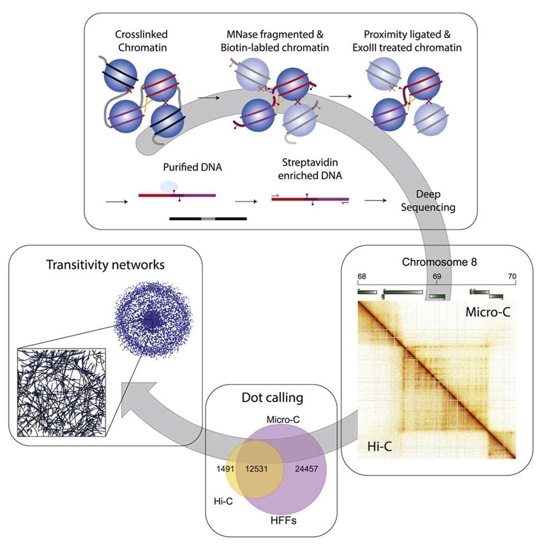 Ultrastructural features of mammalian chromosome architecture. (Krietenstein, Nils, et al., 2020)
