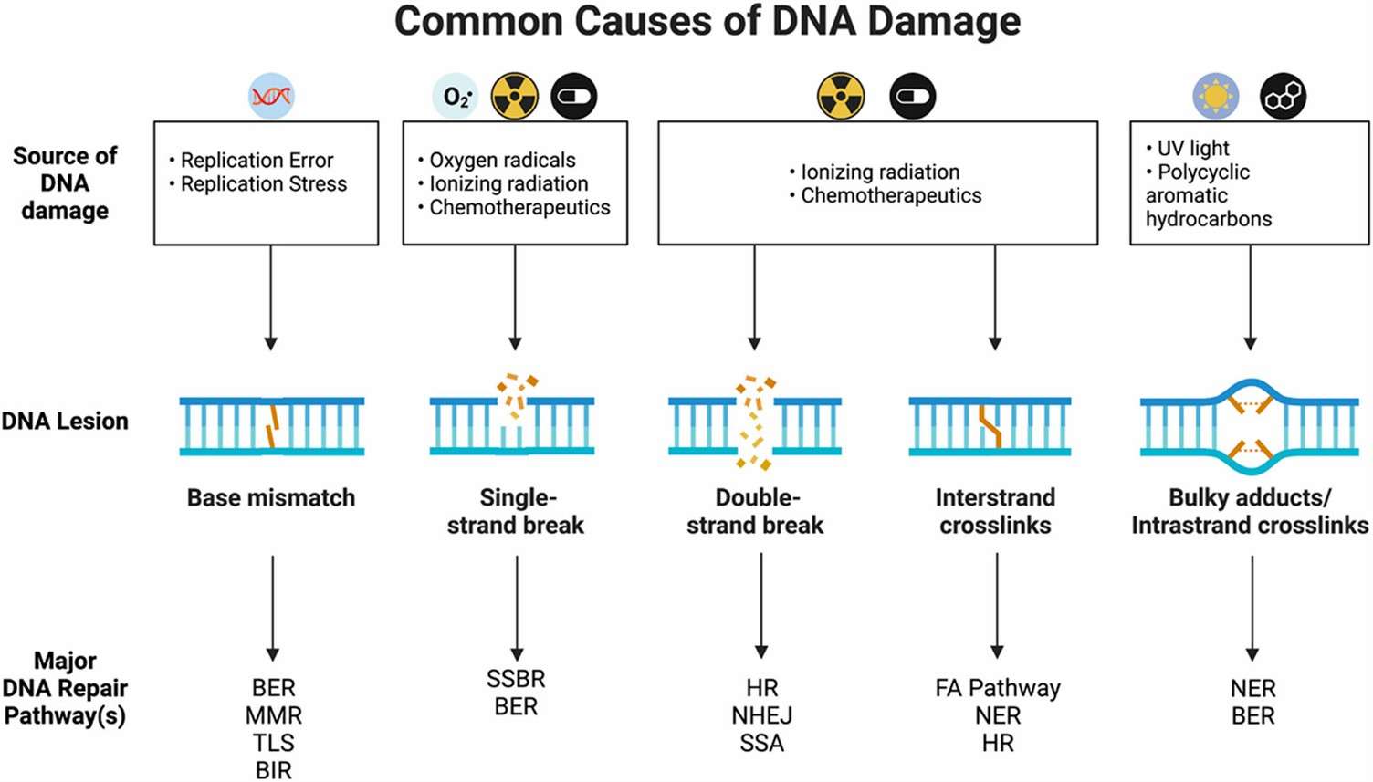 Common sources of DNA damage. (Clarke, et al., 2022)