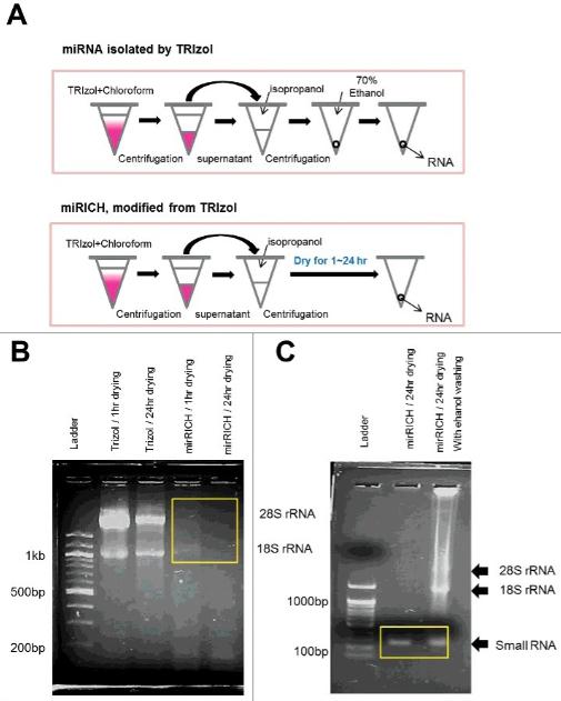 Small RNA extraction method based on overdrying (Choi et al., 2024)