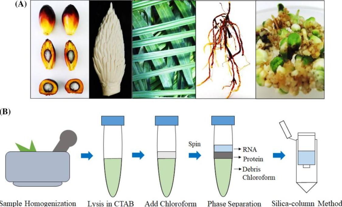 Overview of the protocol for the extraction of total RNA using a combination of a CTAB-based method and a silica column. (Badai et al., 2020)