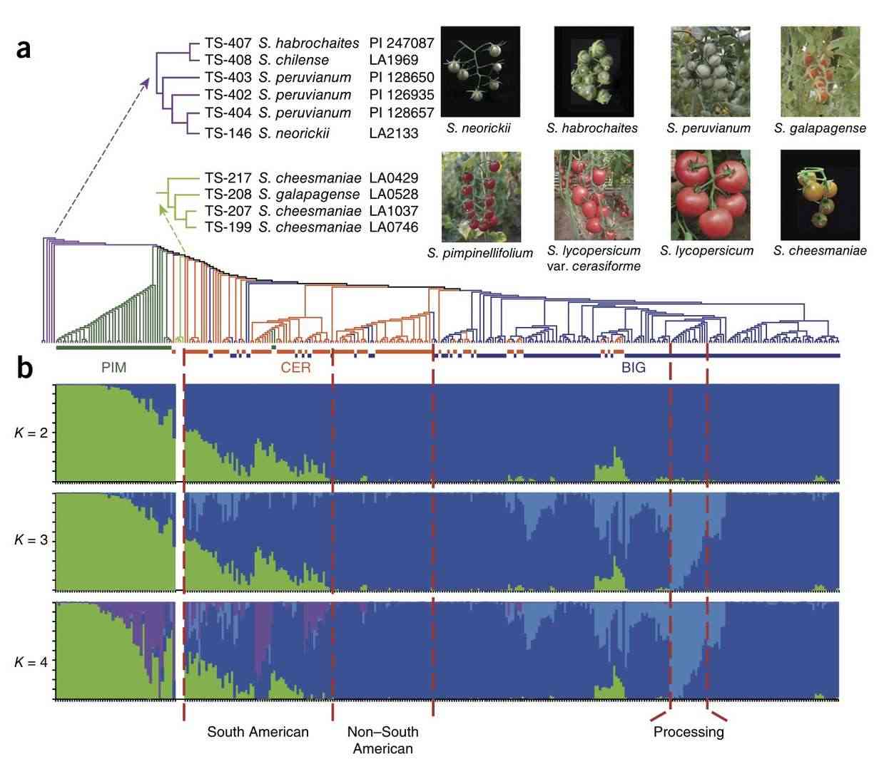 GWAS-driven dissection of fruit morphology evolution in domesticated and wild tomato germplasm (Lin et al., 2014)